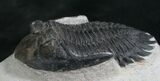 Bargain Hollardops Trilobite - long #7962-1
